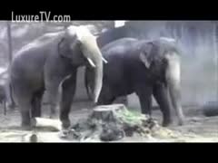 A passionate elephant's attempt to entice his boyfriend in amateur zoo sex film